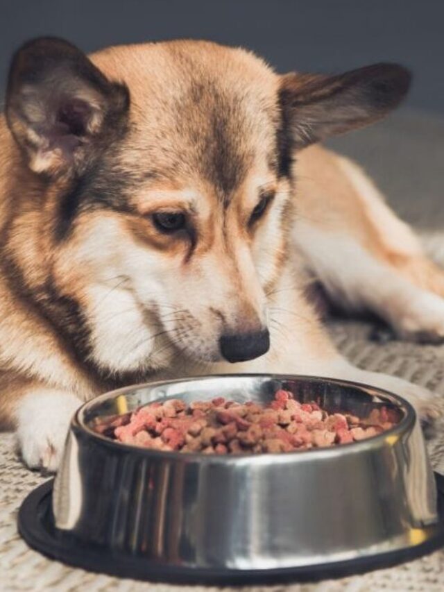 10 Dog Food Brands To Avoid Family Health Wellness Plano